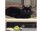 Adopt Anastasia a Domestic Long Hair
