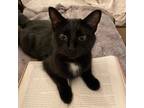 Adopt Lilian a Domestic Short Hair