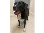 Adopt Nebula a Labrador Retriever, Mixed Breed