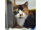 Adopt Lemons a Domestic Short Hair