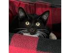 Adopt Quilted Northern a Domestic Short Hair