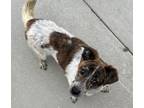Adopt Olive a Cattle Dog, Mixed Breed