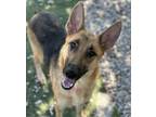 Adopt Harmony a German Shepherd Dog