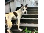 Adopt Honey a Pit Bull Terrier, Mixed Breed