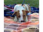 Adopt Ursula a Terrier, Mixed Breed