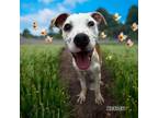 Adopt Heaven a Terrier, Mixed Breed