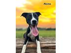 Adopt Prima a Terrier, Mixed Breed