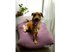Adopt Royal a Vizsla, Mixed Breed