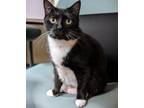 Adopt Misty a American Shorthair, Tuxedo