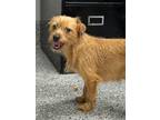 Adopt Laura Palmer a Mixed Breed
