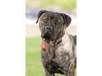 Adopt Avery a Mixed Breed