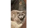 Adopt Mighty Mouse a Domestic Long Hair