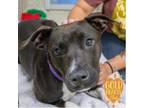 Adopt Gallina a Pit Bull Terrier, Mixed Breed