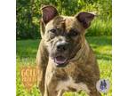 Adopt Red a Pit Bull Terrier, Mixed Breed