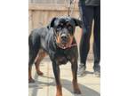 Adopt Suki a Rottweiler