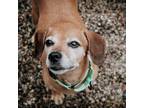 Adopt Ember a Mixed Breed