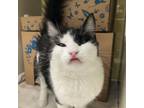 Adopt Kylie Jenner a Domestic Short Hair