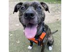 Adopt Valerie a Mixed Breed