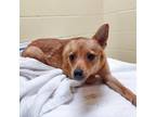 Adopt Van Gogh a Mixed Breed