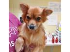 Adopt Alice a Mixed Breed