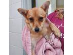 Adopt Monet a Mixed Breed