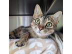 Adopt Ping Pong a Domestic Short Hair