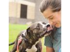 Adopt Black Beauty a Mixed Breed