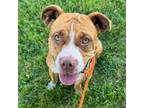 Adopt Naomi a American Staffordshire Terrier