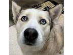 Adopt Gloria a Husky