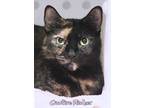 Adopt Campfire Flicker a Domestic Short Hair
