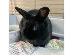 Adopt Minnie 240651 a Rex, Lionhead