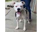 Adopt Roxy 240512 a Mixed Breed