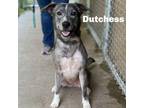 Adopt Dutchess 240592 a Mixed Breed