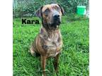 Adopt Kara 240581 a Mixed Breed