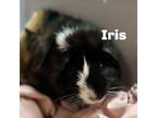 Adopt Iris 240658 a Guinea Pig