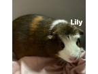 Adopt Lily 240657 a Guinea Pig