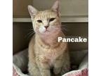 Adopt Pancake 240656 a Domestic Short Hair