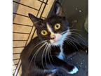 Adopt 5G a Domestic Short Hair