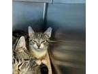 Adopt White Rabbit a Domestic Short Hair