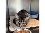 Adopt Uno a Domestic Short Hair