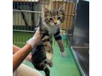 Adopt Tweedle Dee a Domestic Short Hair