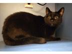 Adopt Esme a Domestic Short Hair