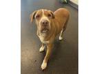 Adopt Angel a Shar-Pei, Pit Bull Terrier