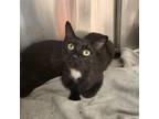 Adopt Rosemary a Domestic Short Hair