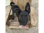 Adopt Louise a Australian Cattle Dog / Blue Heeler, German Shepherd Dog