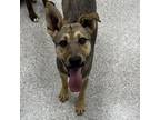 Adopt Riddle a Mixed Breed