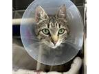 Adopt Henna a Domestic Short Hair