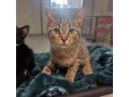 Adopt Colorado a Domestic Short Hair