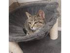 Adopt Alabama a Domestic Short Hair