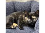 Adopt Sallie a Domestic Short Hair